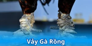 Gà vảy rồng già trị như thế nào? Kubet sẽ giải thích chi tiết cho độc giả